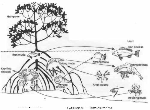 2 7 bagan rantai makanan contoh diagram hutan mangrove 